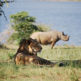 Ruanda em destaque: Akagera entre os 25 destinos do mundo